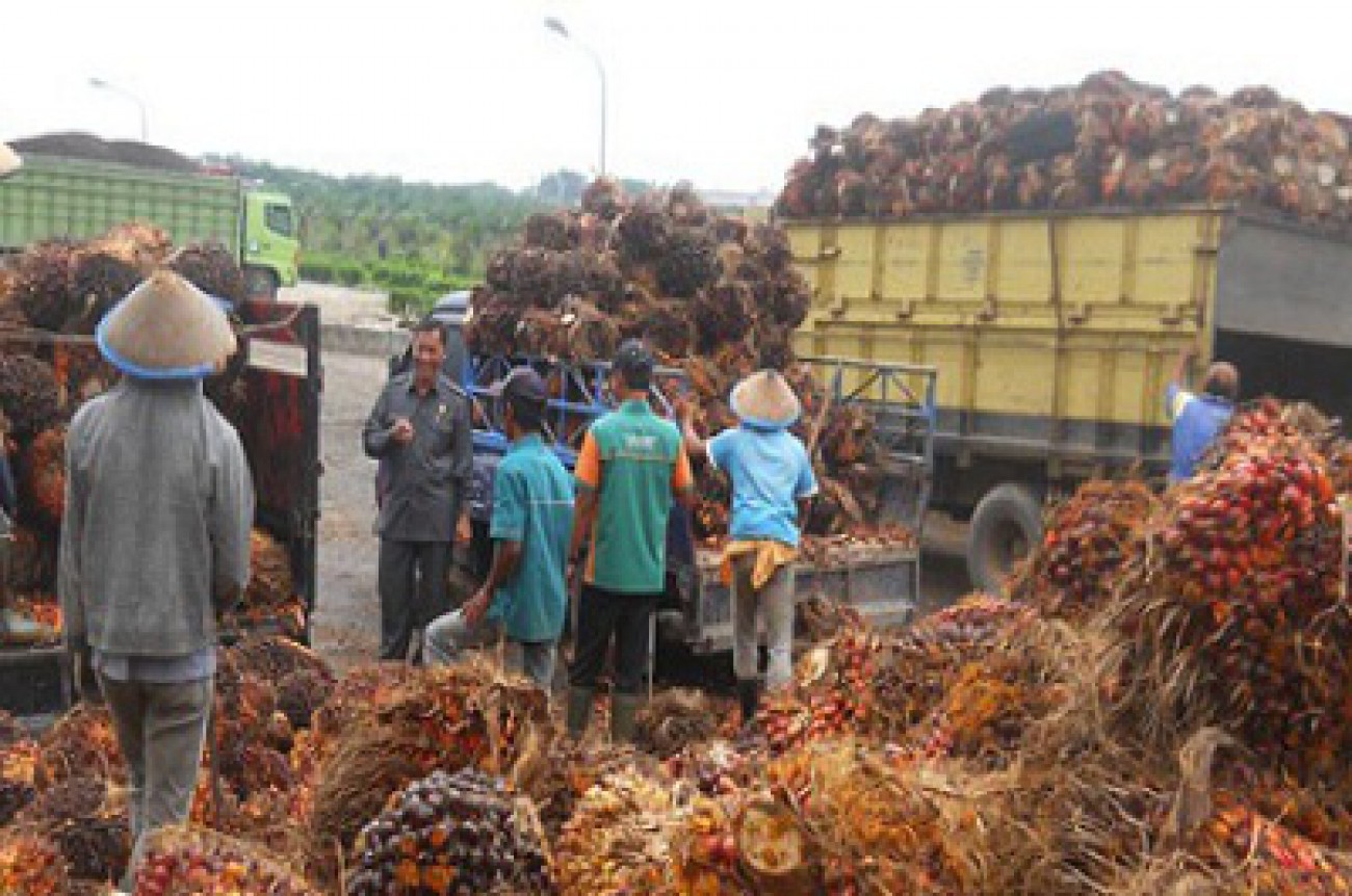 Antisipasi Dampak Perkebunan Sawit