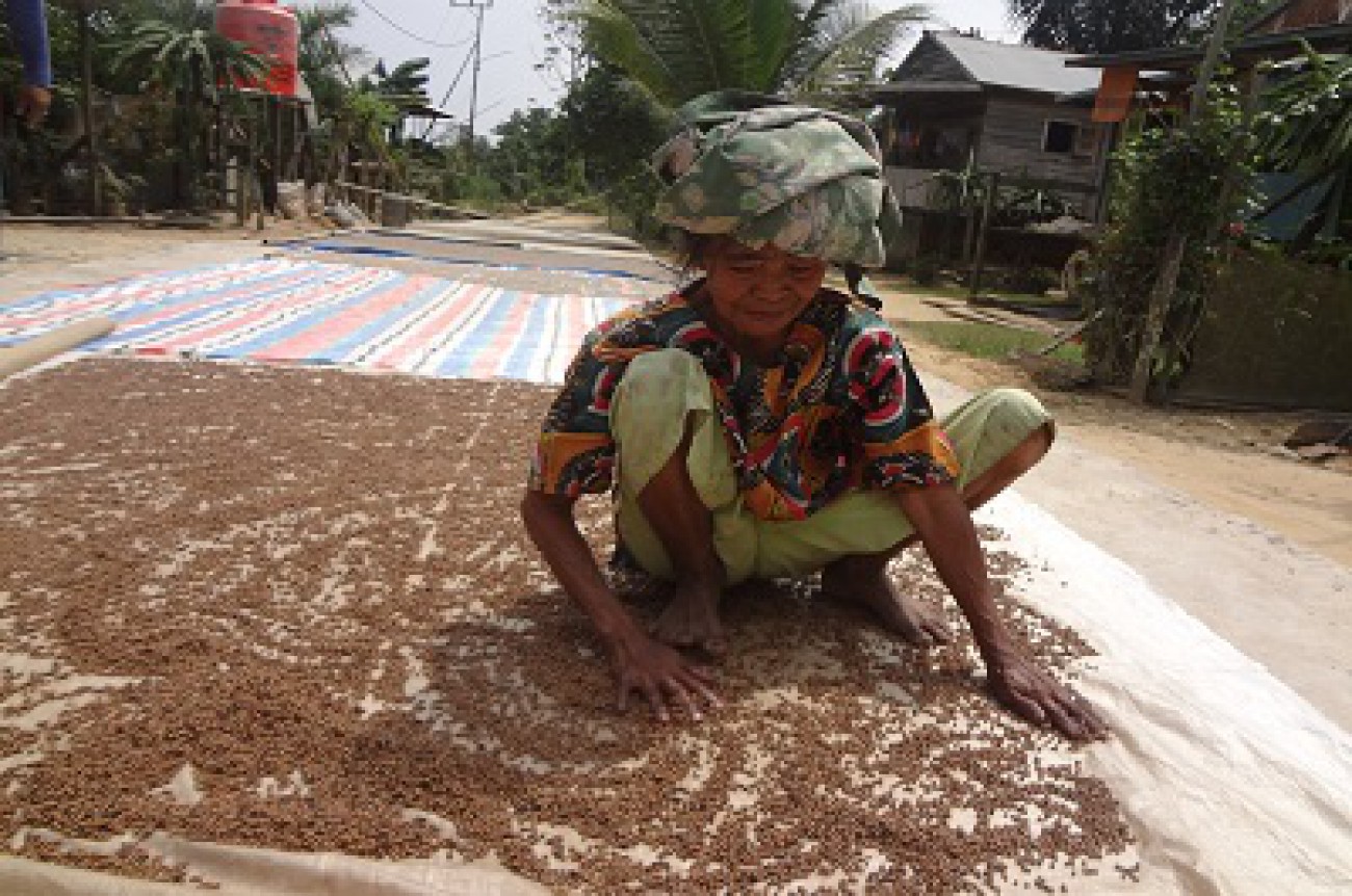 Petani Lada Nikmati Harga Rp 125.000 Per Kilogram