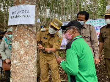 Ikut Sadap Karet di Bantuas, Wawali Sebut Kualitas Diakui Dunia