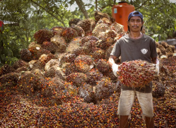 Kaltim Miliki 99 Pabrik Pengolahan Kelapa Sawit