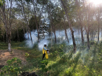 Karet Desa Perangat Diserang Jamur, Tim POPT Lakukan Pengendalian