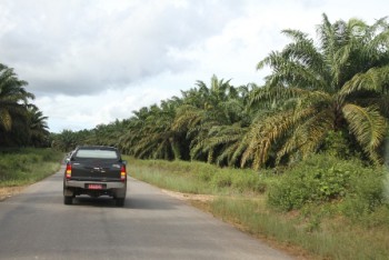 Kaltim Kembangkan Kebun Sawit Pada Lahan Kritis