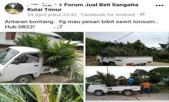 Kaltim Waspada Jual Beli Benih Sawit Online