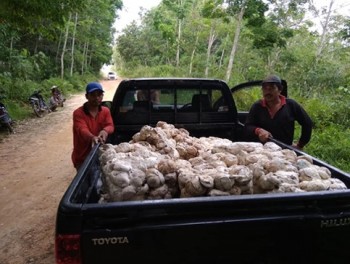 Dua Kelompok Tani Karet Mendapat Bantuan Peralatan Pasca Panen