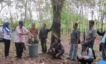 Mutu Bahan Olah Karet Masih Rendah