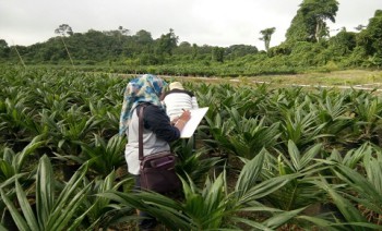 Tahun 2017, Disbun Sertifikasi 3,74 Juta Benih Tanaman Perkebunan