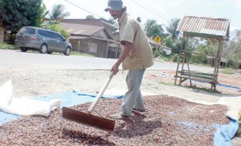 Bulan Mei, Harga Jual Biji Kakao Asal Mahulu Memuaskan