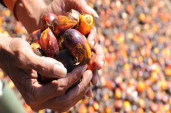 Awalnya Enggan Berkebun, Sekarang Berburu Lahan