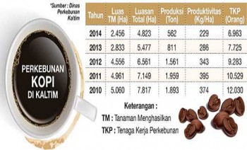 Harga Bagus, Kopi Kaltim Malah Tergerus