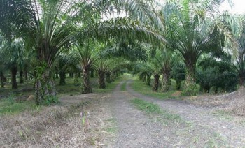 Perusahaan Sawit Diimbau Gabung GAPKI Kaltim