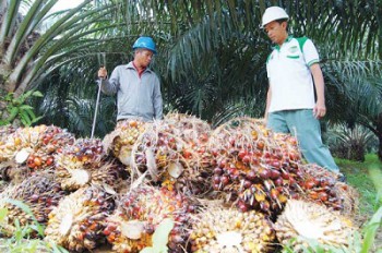 Produk Kelapa Sawit Kaltim Hanya Sebatas Penghasil CPO