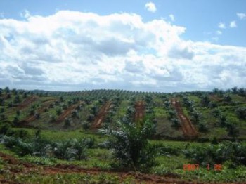 Perkebunan Kelapa Sawit Kutim Terbaik di Indonesia