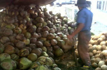 Pilih Jual Kelapa Muda, Untung 10 Kali Lipat