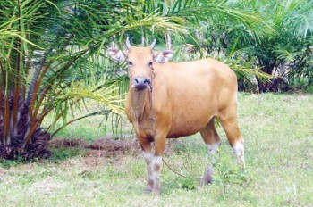 Sapi Gemuk dari Sawit, Sawit Subur dari Sapi