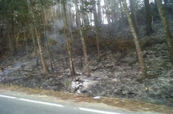 Disbun Siap Tindak Pembakar Lahan dan Kebun