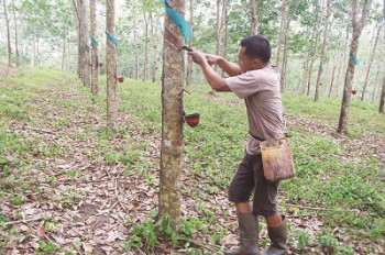 Petani Berharap Pabrik Karet Dibangun