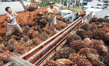 Harga TBS Sawit Turun