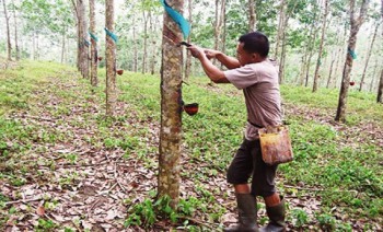 NTP Perkebunan Rakyat Sentuh Titik Terendah