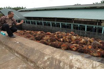 Muara Badak Perlu Tambahan Pabrik Pengolahan Sawit