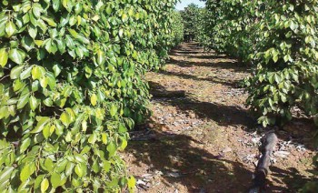 Petani Lada Kaltim Kekurangan Pupuk Organik